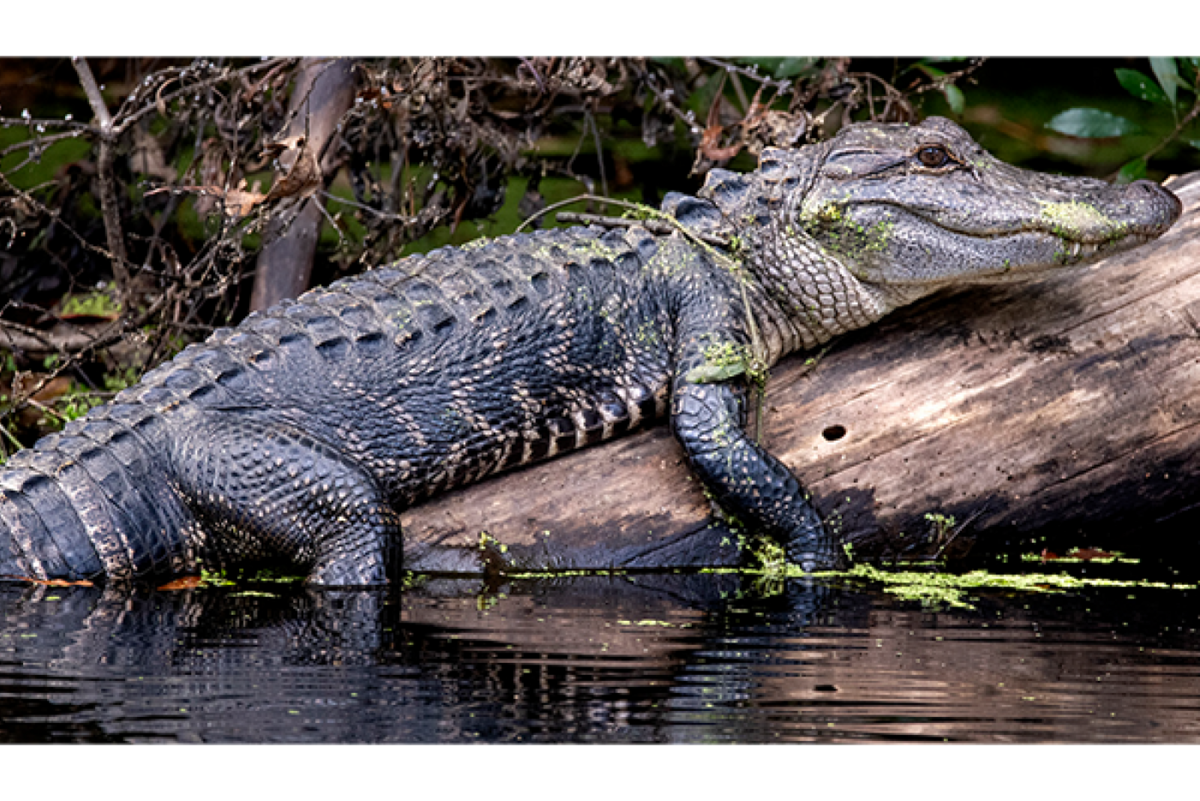 American alligators occur naturally “in patches” along North Carolina’s coast, which is considered the northern extent of their range in the southeast.